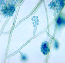 Bio-Technology and Engineering